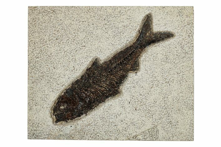 Detailed Fossil Fish (Knightia) - Wyoming #251873